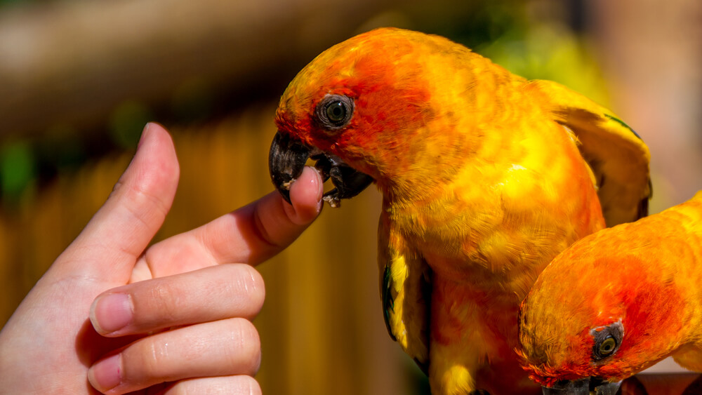 bird bites the hand