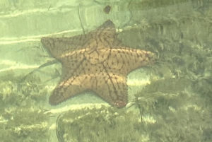 Today’s Marketing Minute – What does a starfish have to do with your brand?