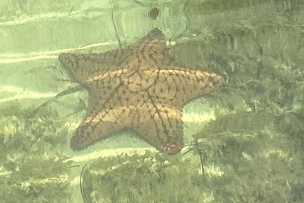 A Seastar and Your Brand