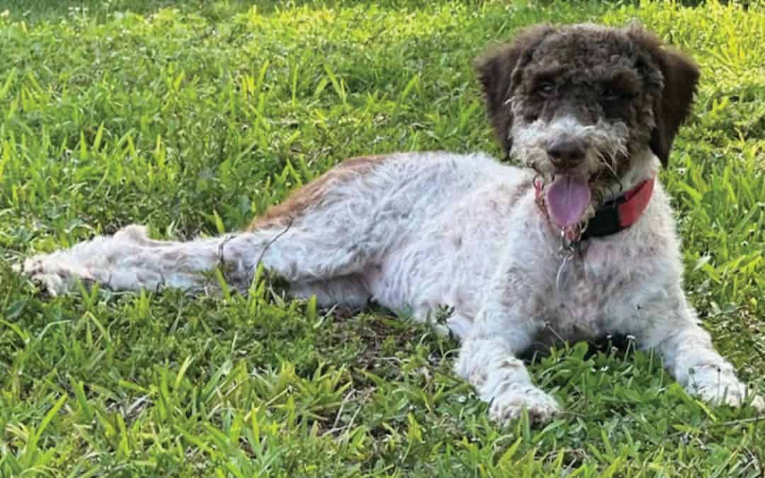 What a Poodle Can Teach You About Your Brand’s Purpose.