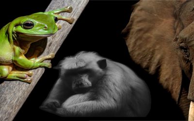 Stop Using Animal Metaphors in Leadership Storytelling